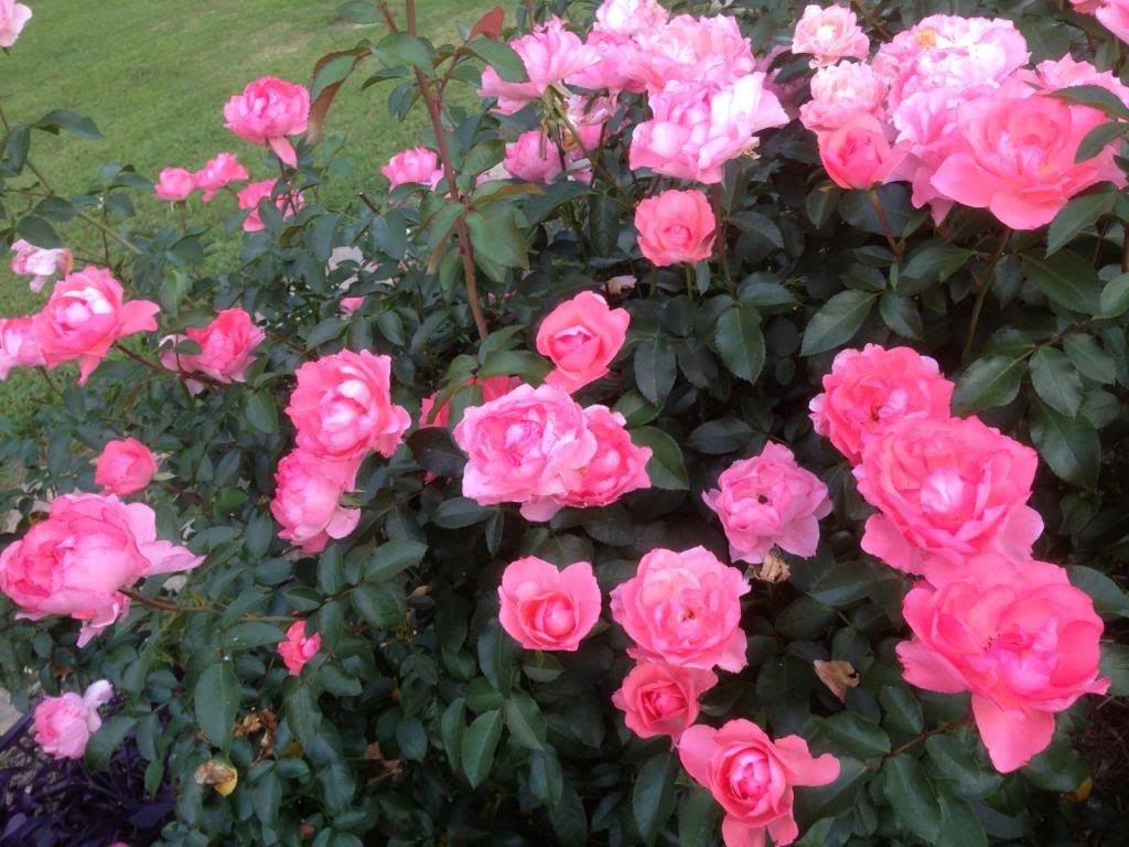 photo zzzpk0905b_zpsbc10a4f1.jpg