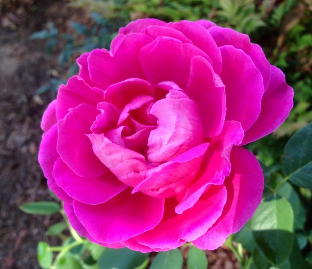  photo zzzpn1010a_zpsd70a64a9.jpg