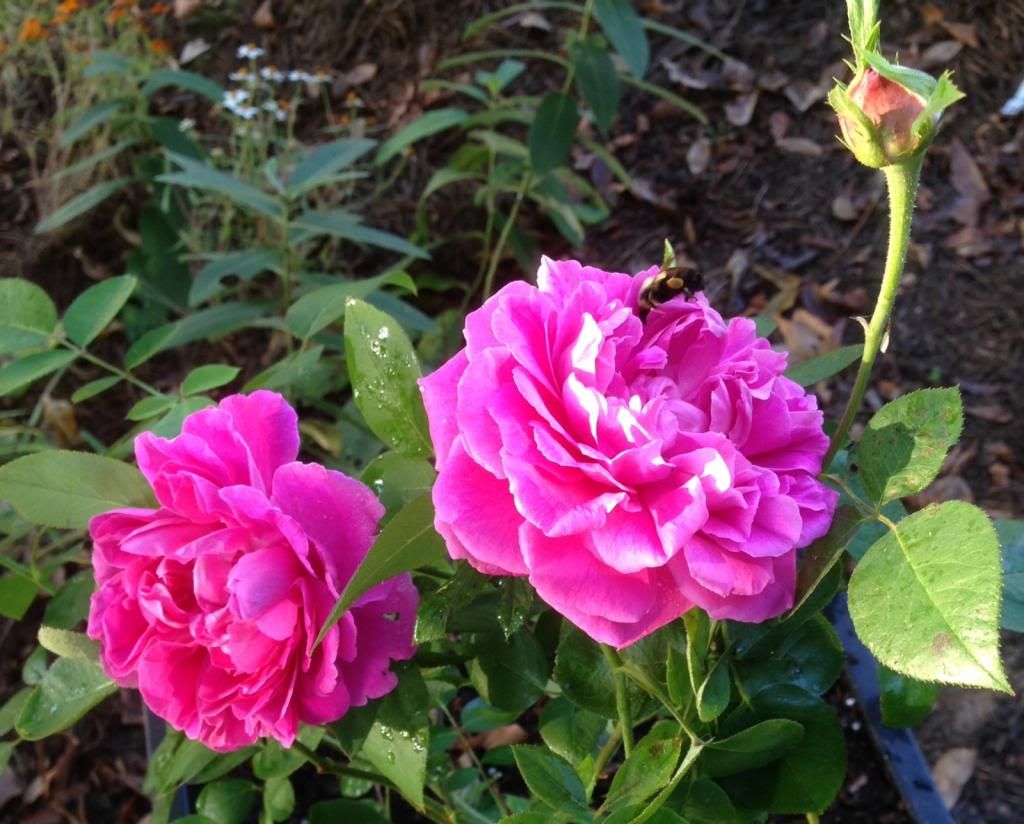  photo zzzpn1011_zpsff234772.jpg