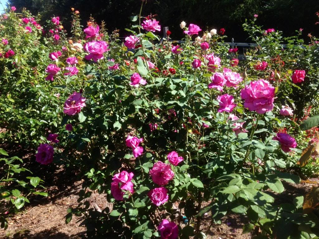  photo zzzra0916c_zpsdee9013e.jpg