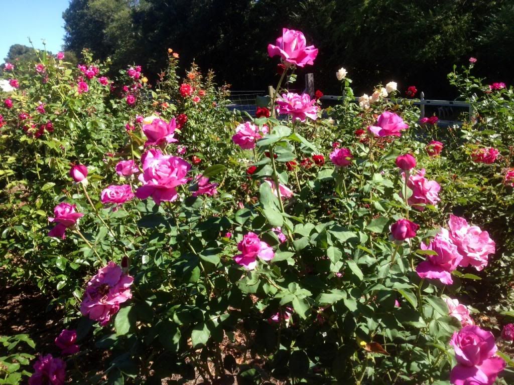  photo zzzra0917a_zps19490445.jpg