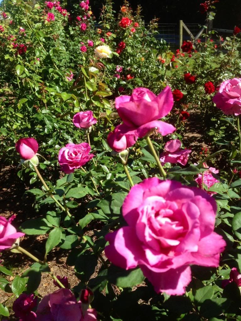 photo zzzra0917c_zpsd9e86d9e.jpg