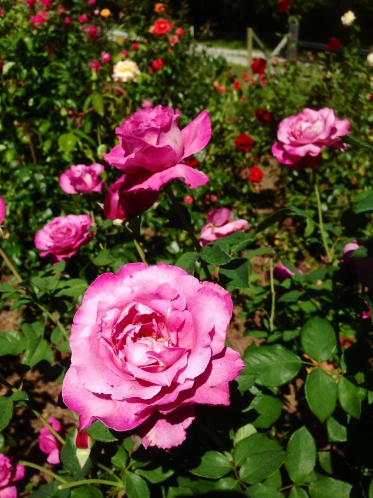 photo zzzra0918b_zps2d339a5d.jpg