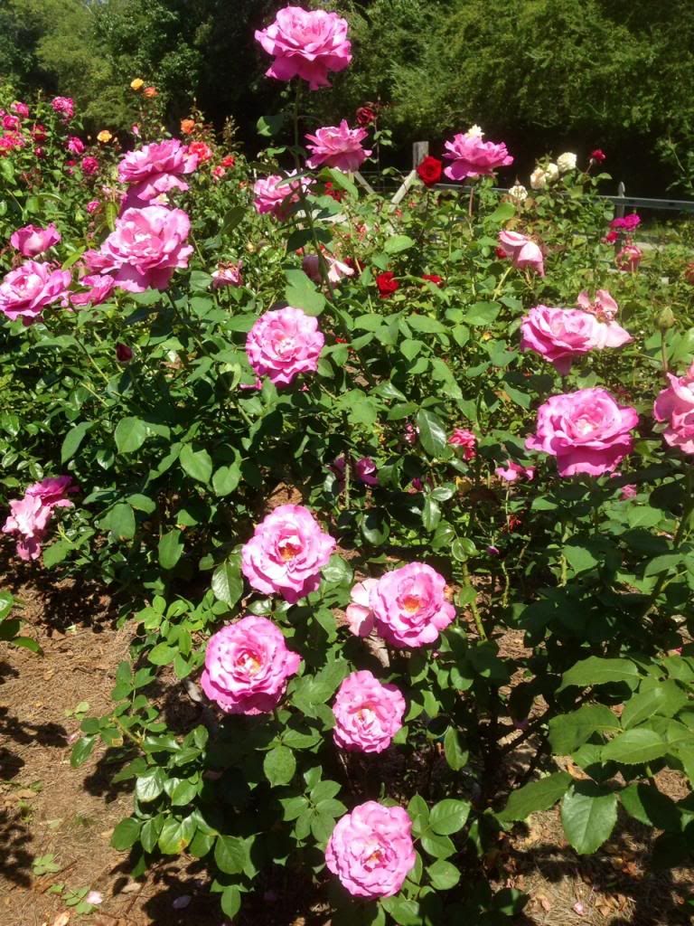 photo zzzra0920a_zps8a56e0c9.jpg