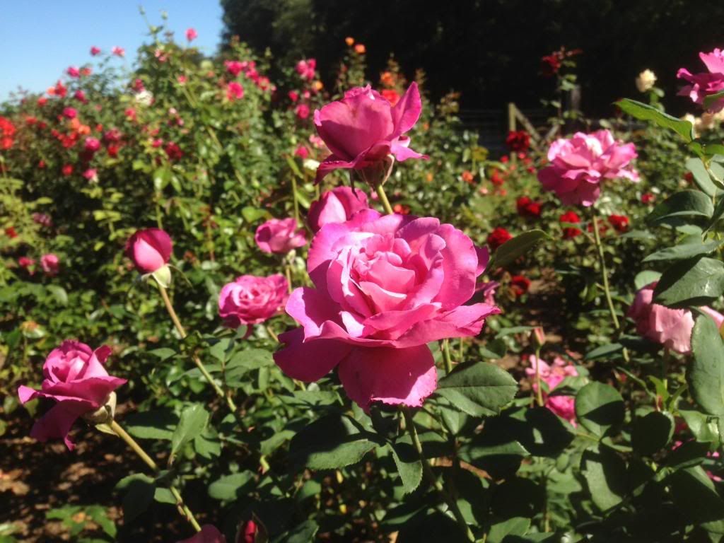  photo zzzra2013_zps8efcf418.jpg