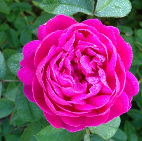  photo zzzrdr0915b_zps59ec2f4a.jpg