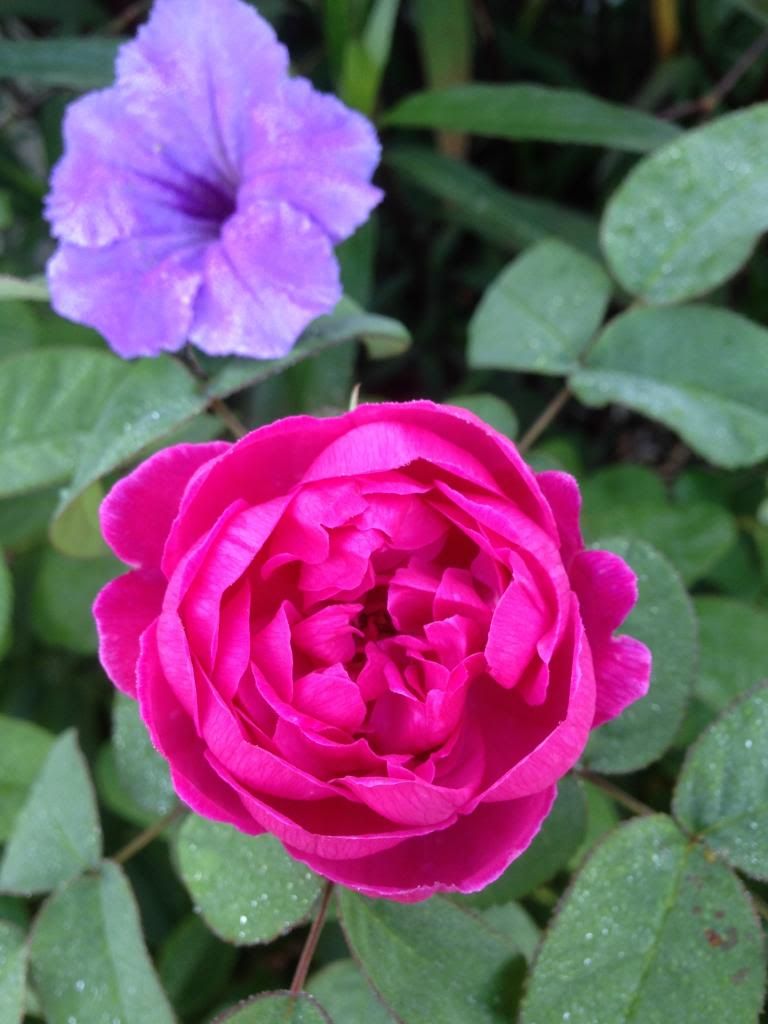  photo zzzrdr0927a_zpsab3cbfc7.jpg