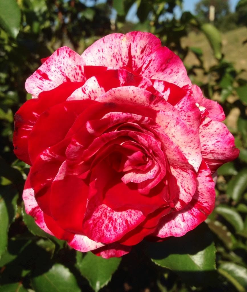  photo zzzrockroll1013a_zpsb1819e19.jpg