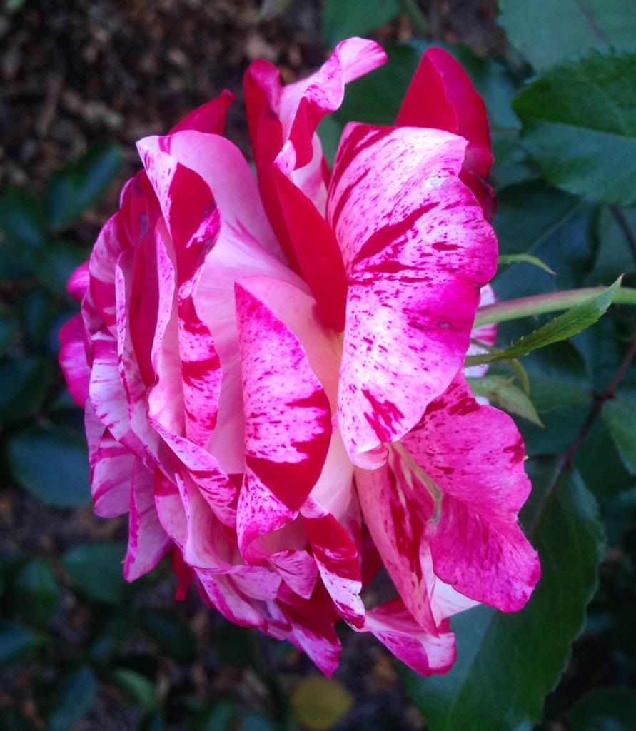  photo zzzrockroll1013c_zpsbb4a37cb.jpg