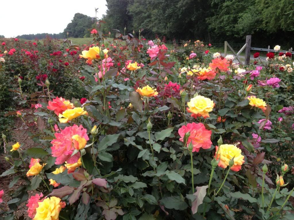 photo zzzrosegarden0810_zps6283b091.jpg