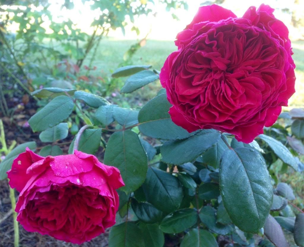  photo zzzrr0925_zpsee2dbf28.jpg