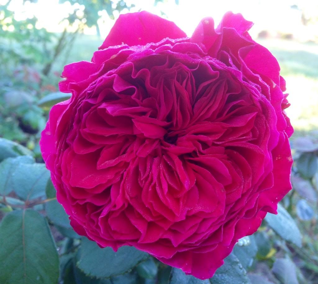 photo zzzrr0925b_zps57e8eb6f.jpg