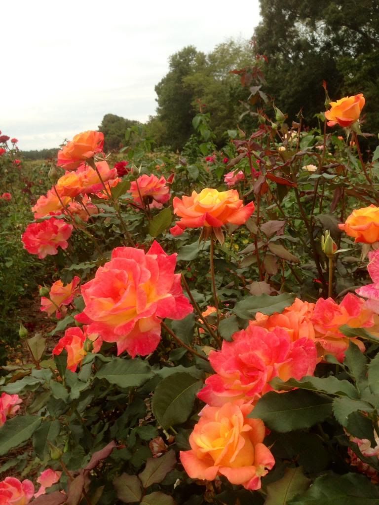  photo zzzrs0925e_zps9735f1cd.jpg