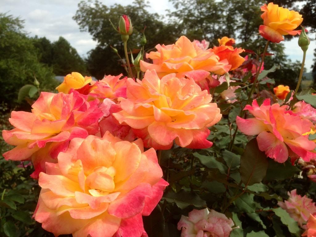  photo zzzrs0926b_zpse710e09a.jpg