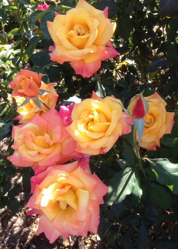  photo zzzrs1013_zpsd4a5b656.jpg