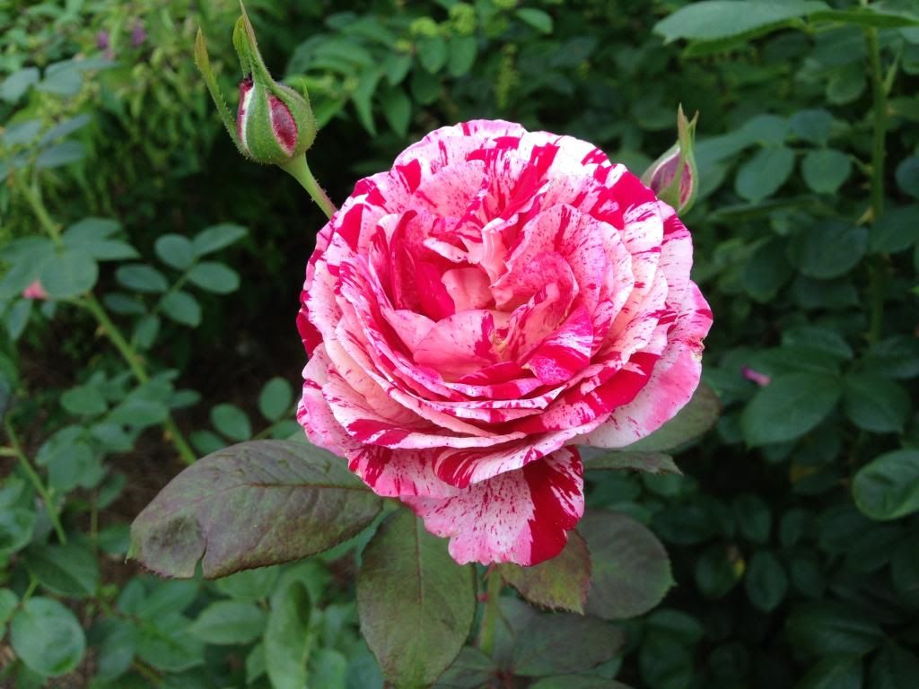 photo zzzscentimental0810_zps04dead50.jpg