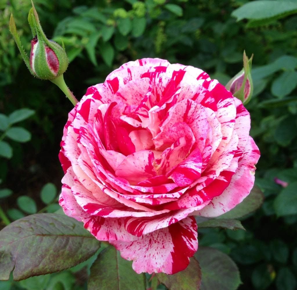  photo zzzscentimental2014_zps48d46ba2.jpg