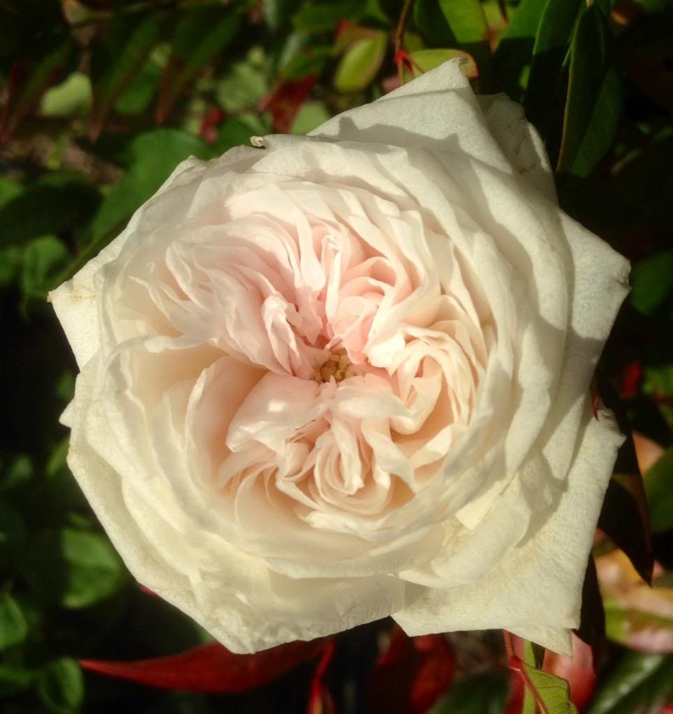 photo zzzsdlm1025b_zps148026fb.jpg