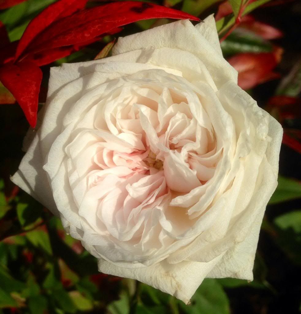  photo zzzsdlm1025i_zpsb1a37bfa.jpg