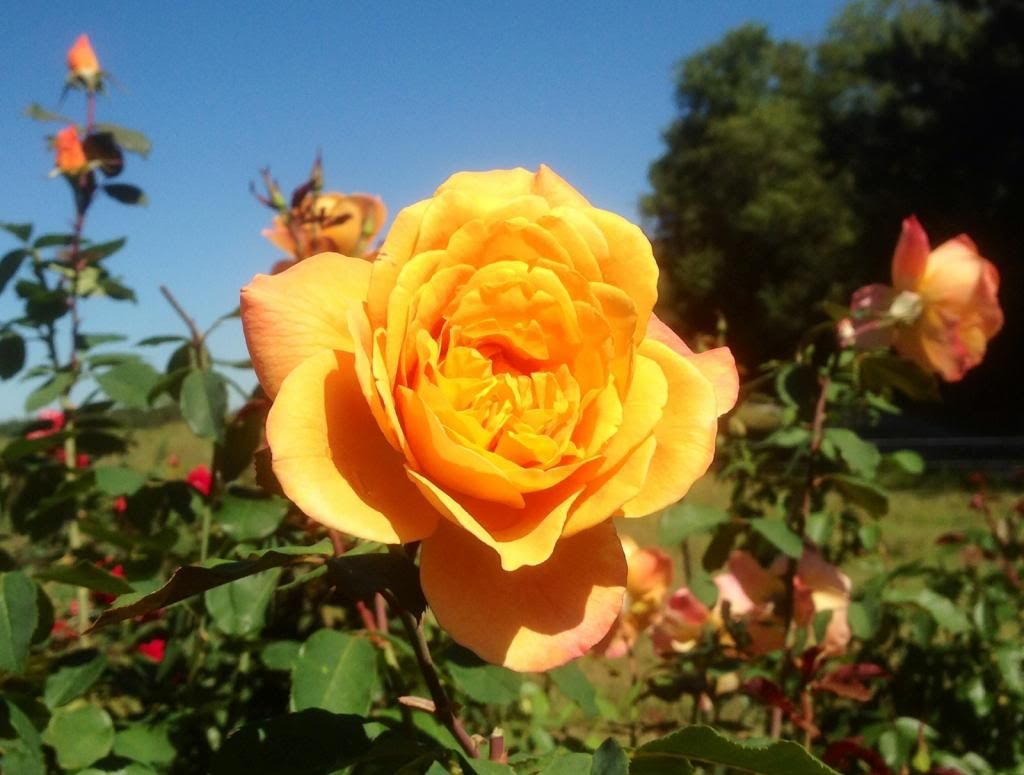  photo zzzsir0924c_zps04b1e229.jpg