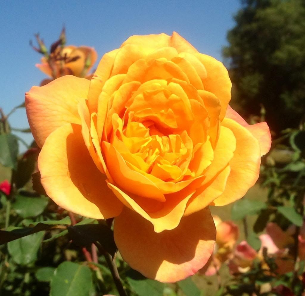  photo zzzsir2014_zpse582185c.jpg