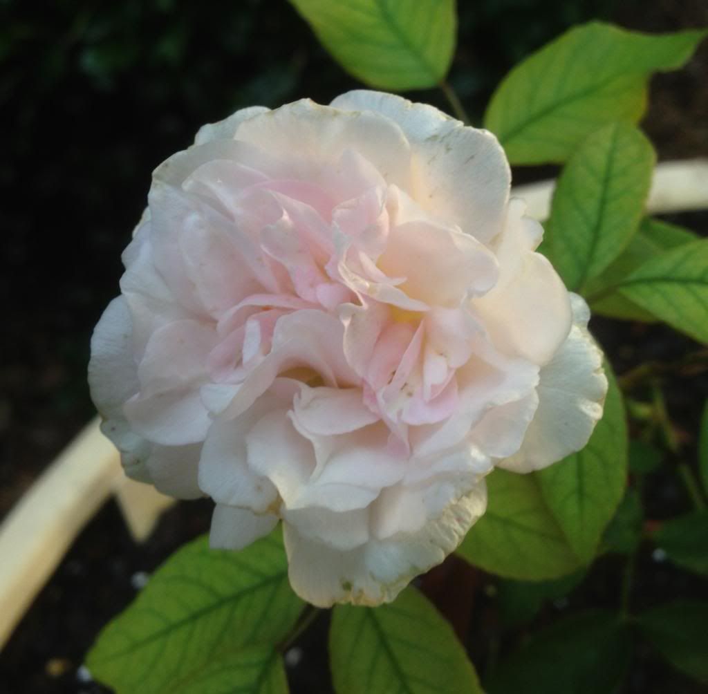  photo zzzspice0916b_zps6f149775.jpg