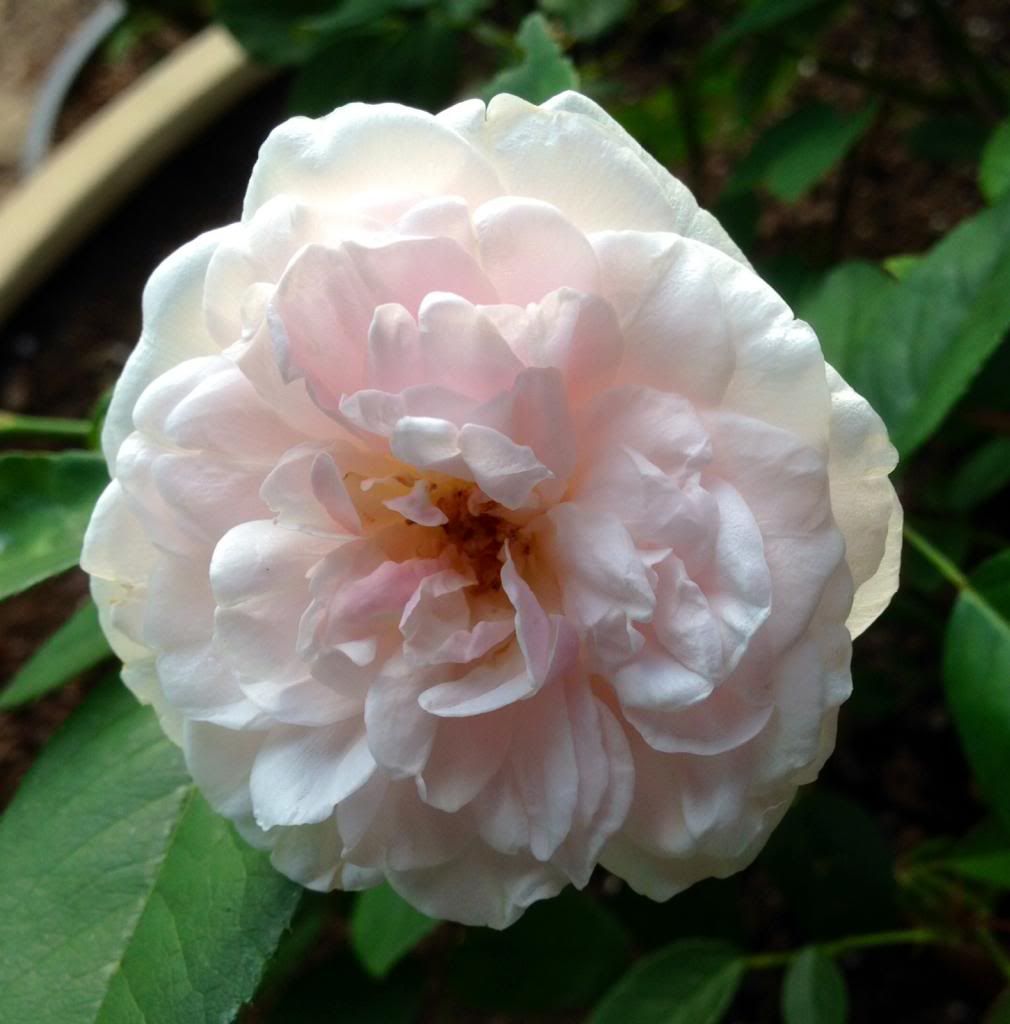  photo zzzspice1018_zps4dd5eed3.jpg