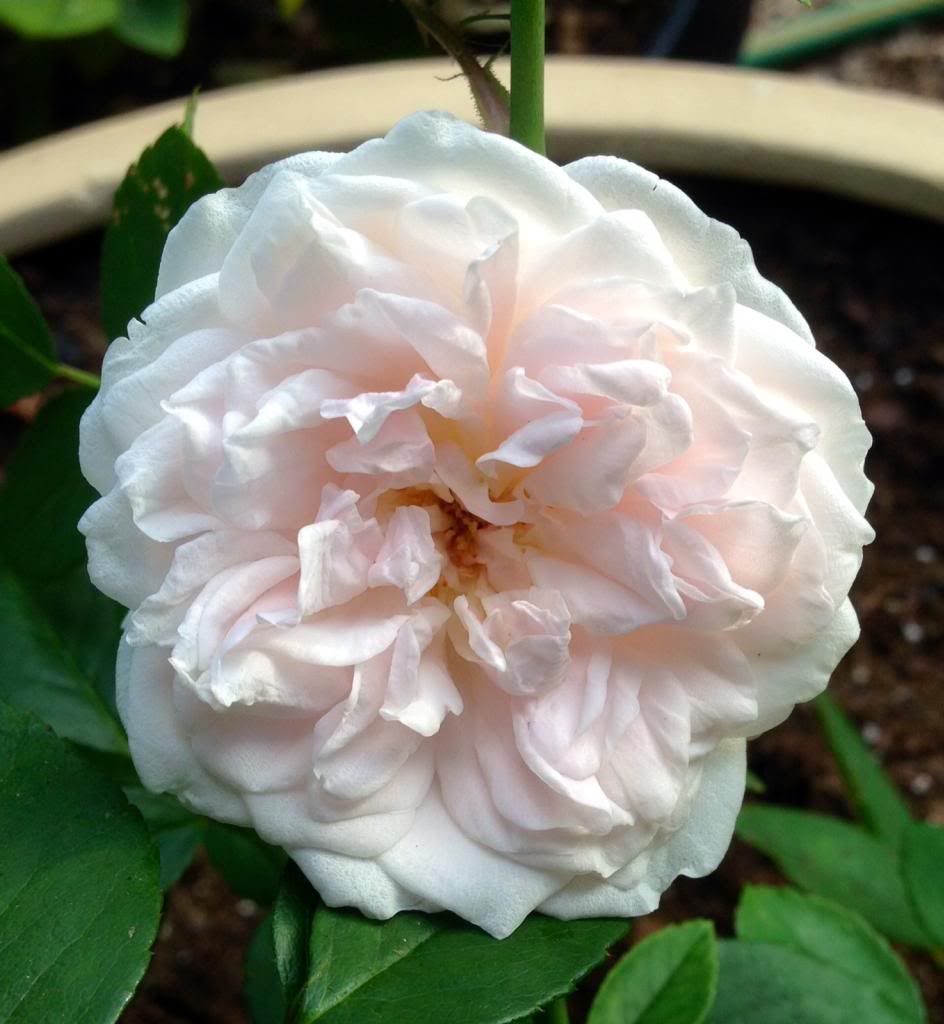  photo zzzspice1018b_zps4ae6292b.jpg