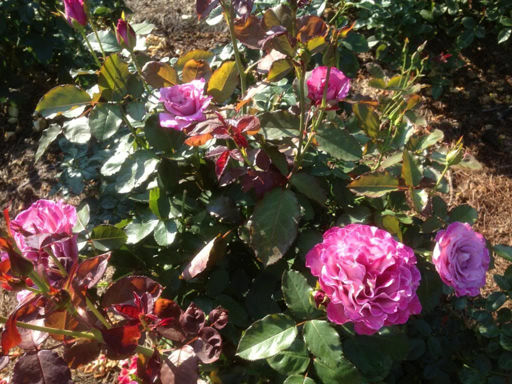 photo zzzstb0823c_zpse35d2ed9.jpg