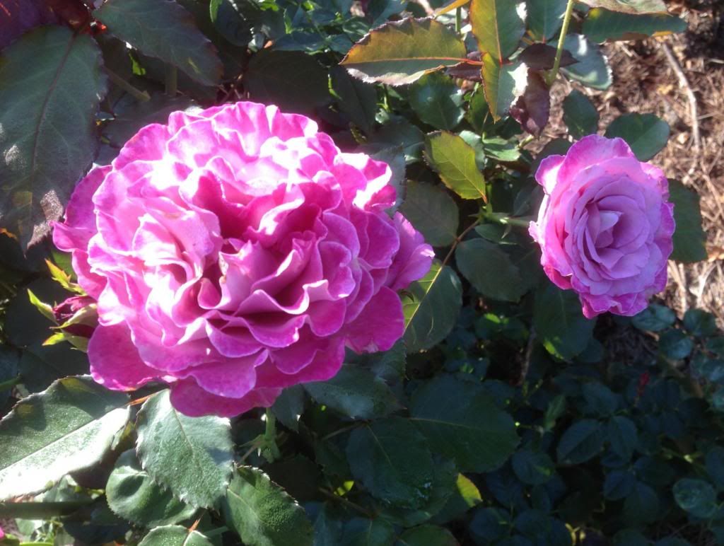 photo zzzstb0823f_zpsf6d9f4b5.jpg