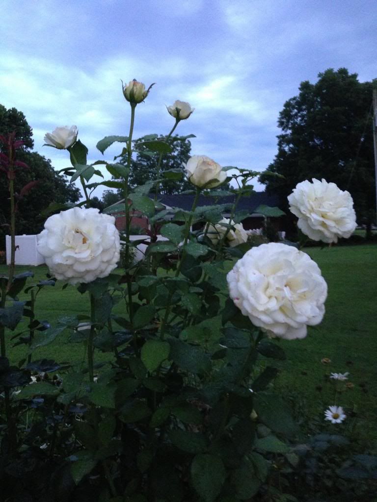 photo zzzsugarmoon0806a_zpsb9be14a5.jpg