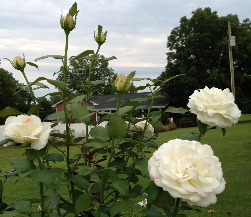  photo zzzsugarmoon2014_zps6851ba34.jpg