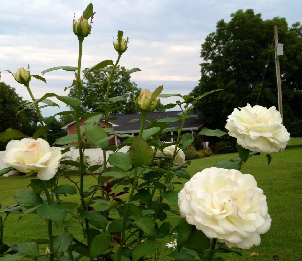  photo zzzsugarmoon2014a_zps79ac221e.jpg