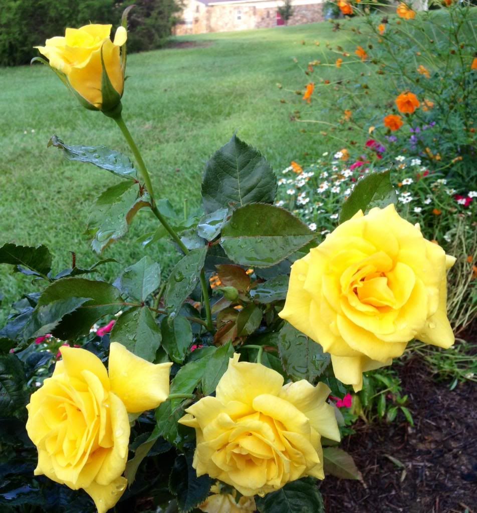  photo zzzsunsprite2014_zps02497f68.jpg