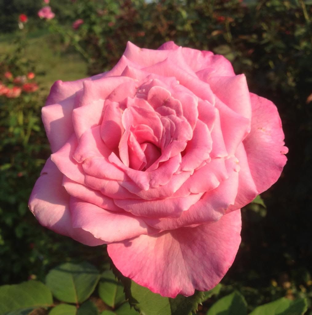 photo zzzsweetsurrender0905b_zpsc44b6e3a.jpg