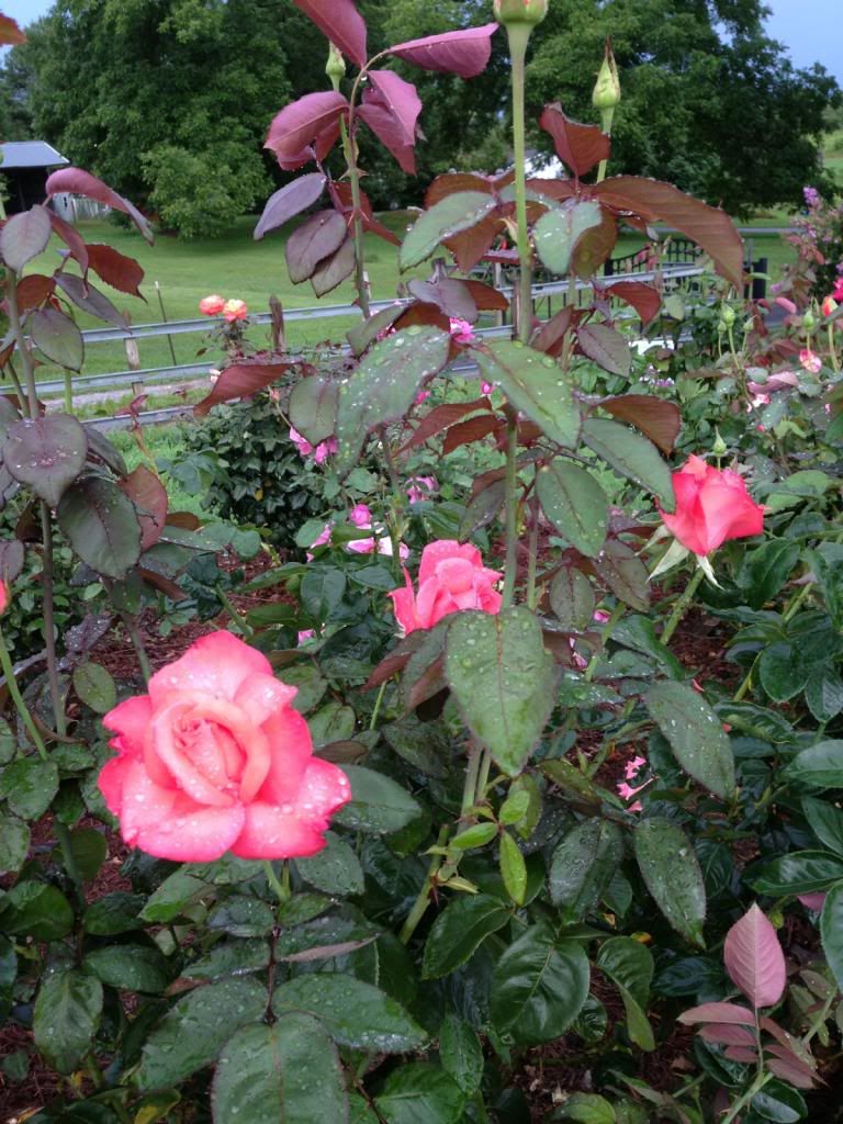  photo zzztoc0807_zpse1bf783c.jpg