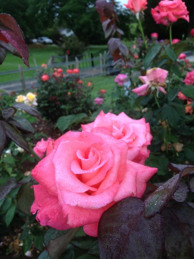  photo zzztoc0819_zpsc25c8ead.jpg