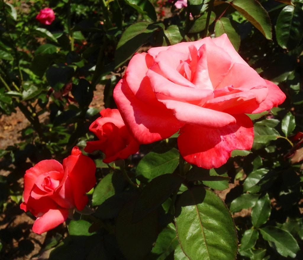  photo zzztoc0916_zps699cc1a1.jpg