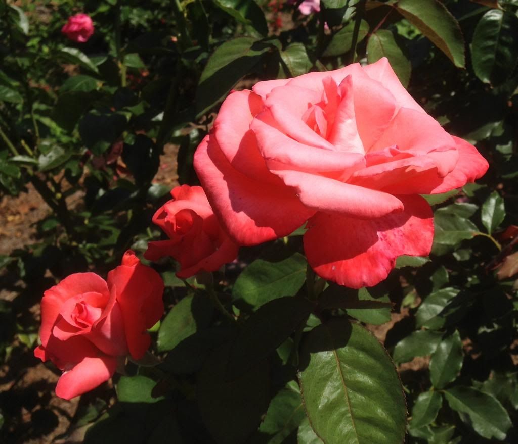 photo zzztoc0916a_zps37b93a93.jpg