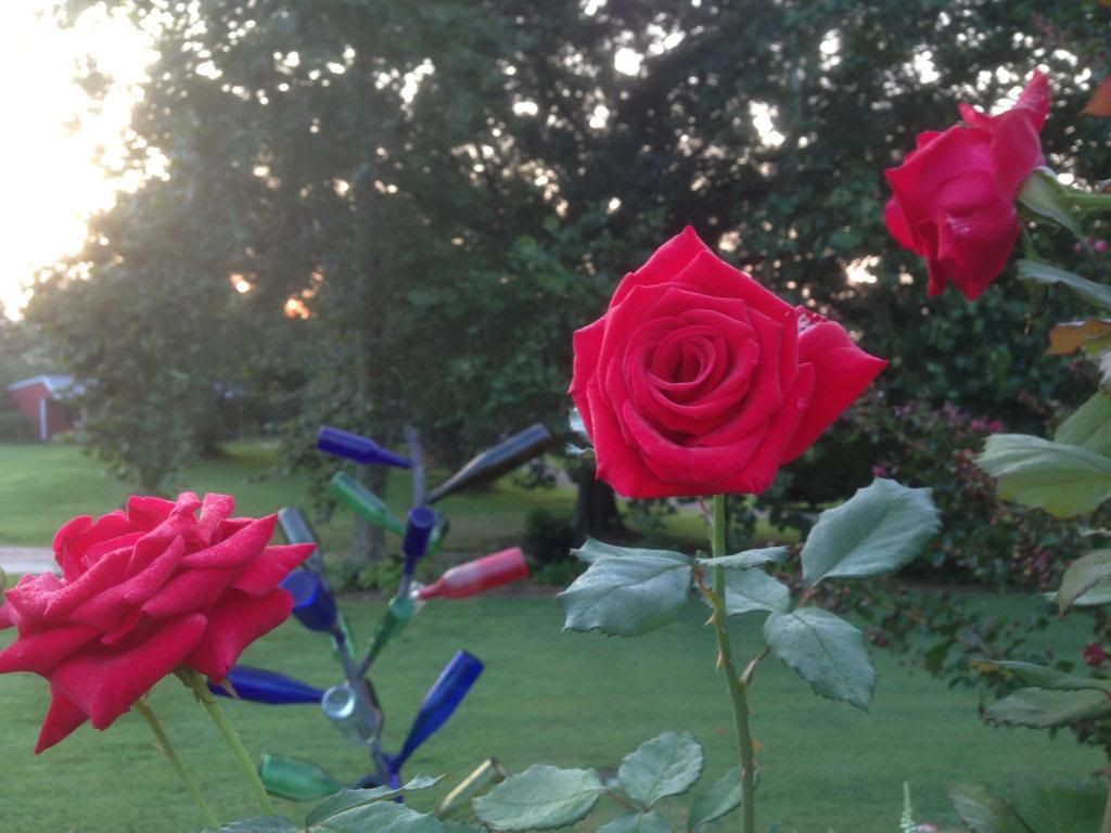  photo zzzvh0907d_zps9249c765.jpg