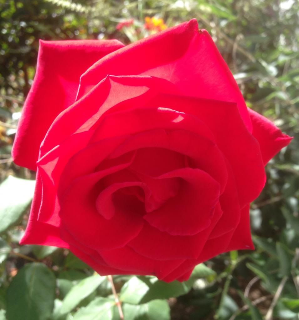  photo zzzvh0921_zps204e46df.jpg