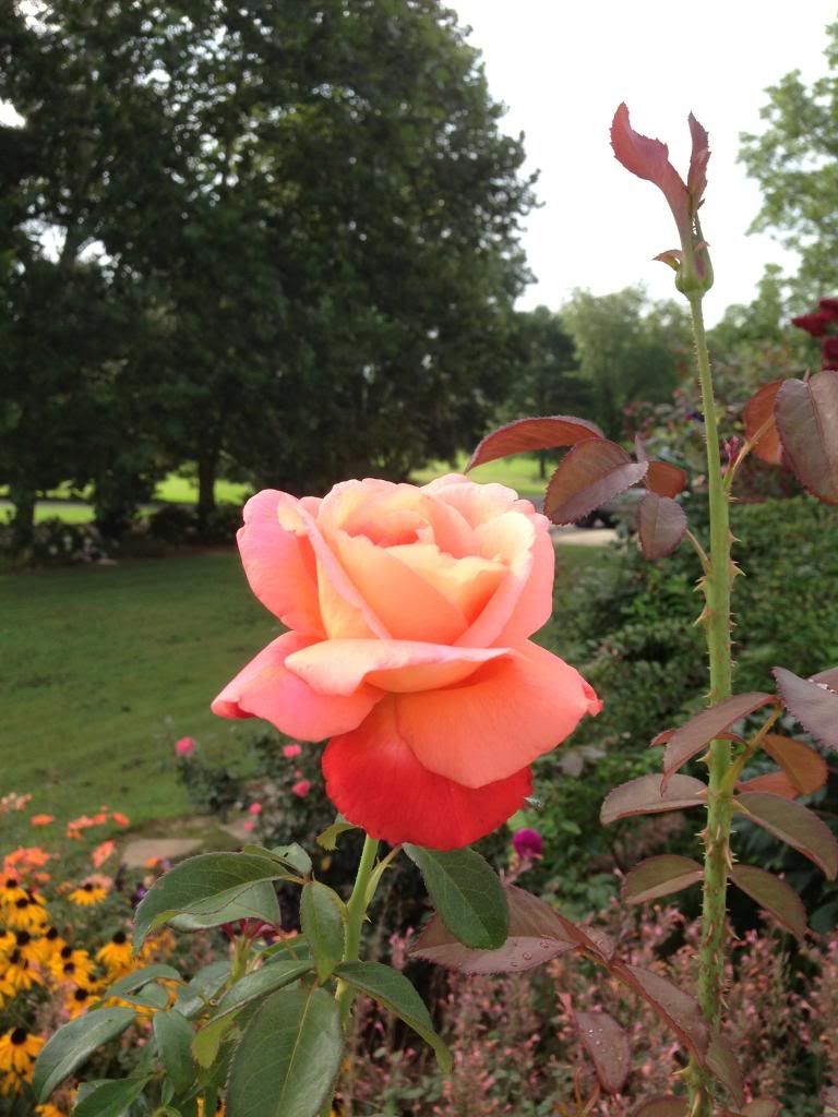  photo zzzvoodoo0810_zps6d2fb01d.jpg