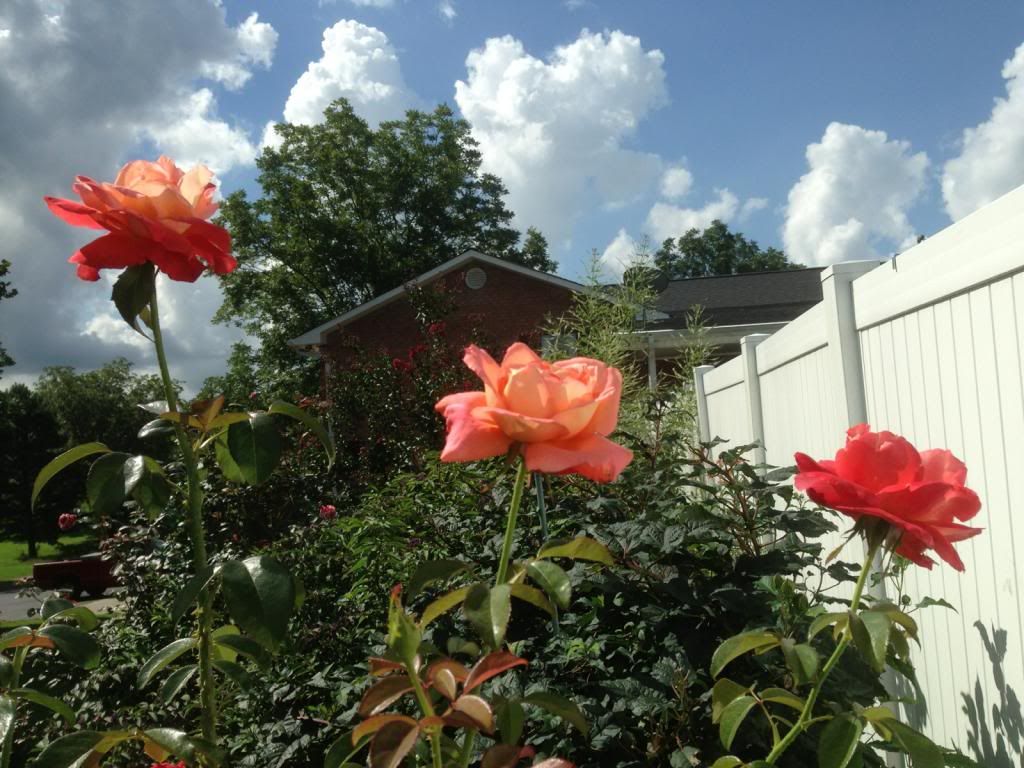  photo zzzvoodoo0824b_zps28da466c.jpg