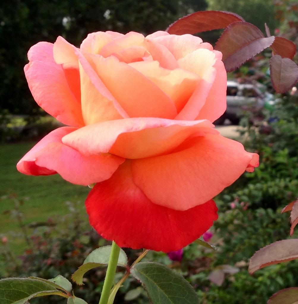  photo zzzvoodoo2014_zps8a4b8e60.jpg