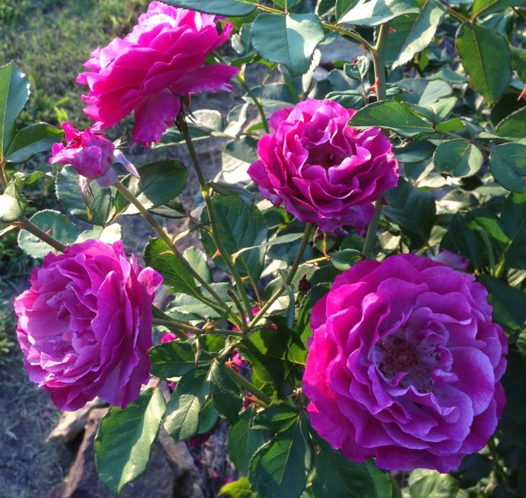  photo zzzwby0829a_zps7147fd8e.jpg