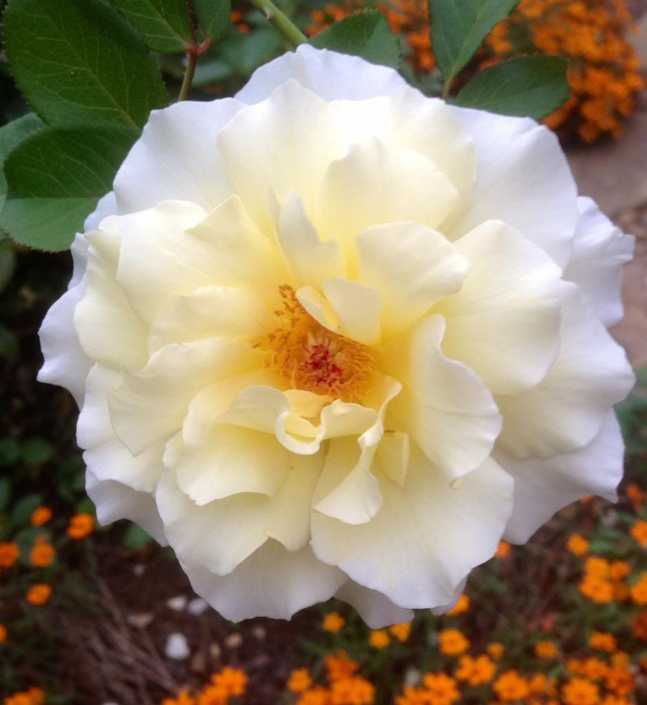 photo zzzwl0920_zps8288bc7e.jpg