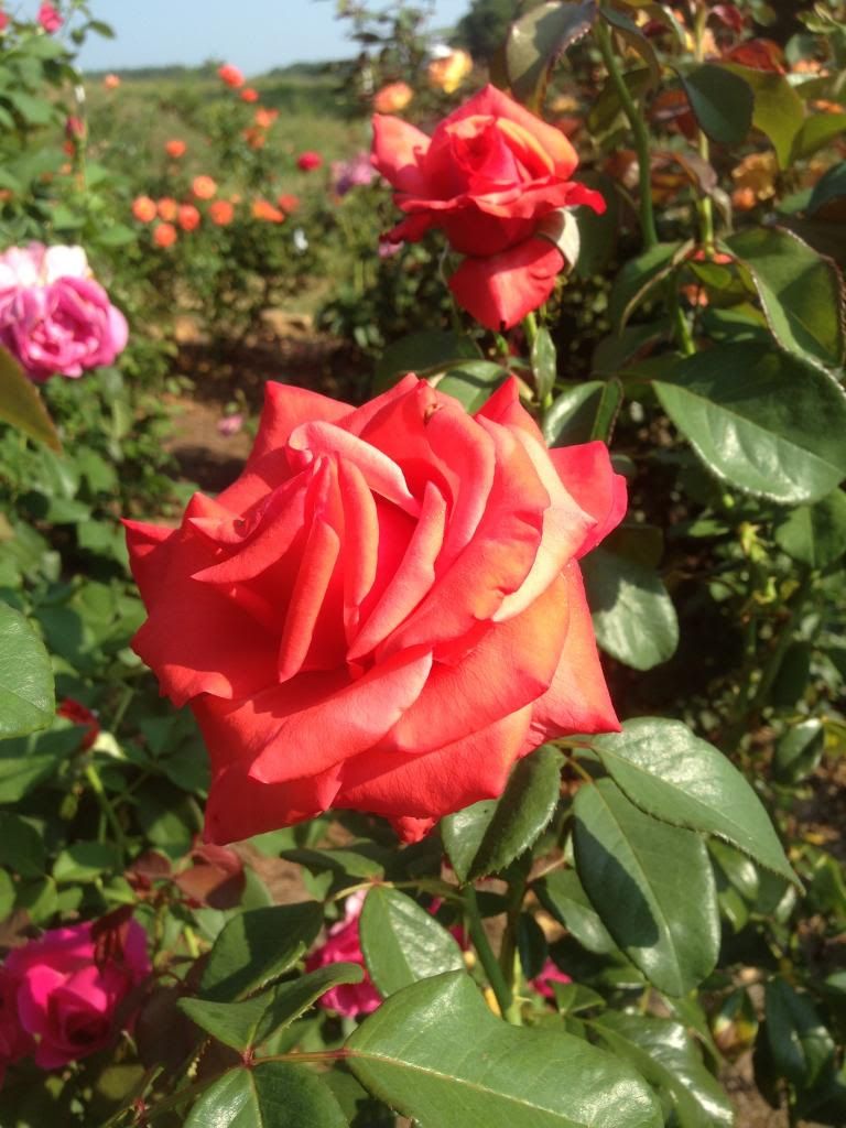  photo zzzwsu0907a_zpsfcb23ec5.jpg