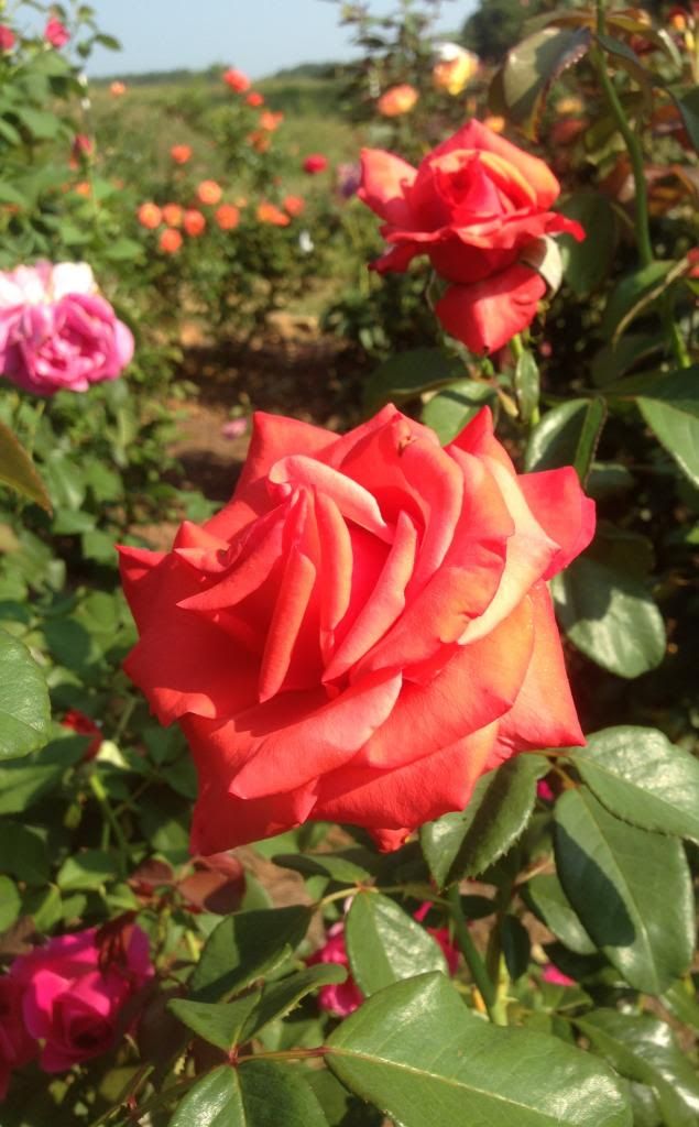  photo zzzwsu0907b_zps4e3775bd.jpg