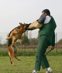 dog-training photo:free dog training 