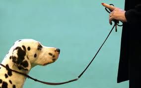 dog-training photo:vibrating dog training collar 